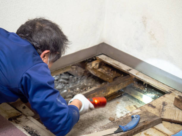Best Health and Safety Mold Remediation in Cleveland Heights, OH