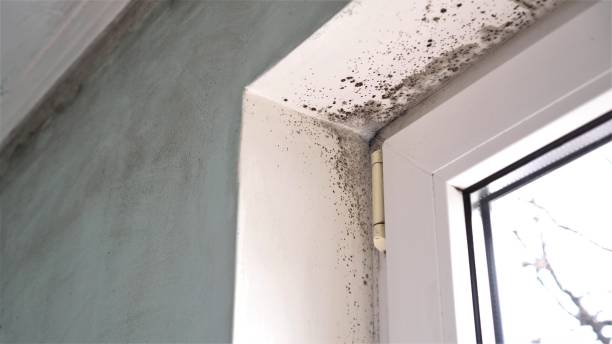 Best Post-Flood Mold Remediation in Cleveland Heights, OH