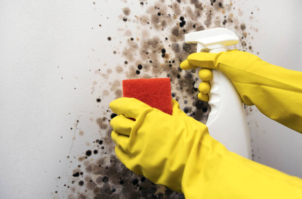 Best Residential Mold Remediation in Cleveland Heights, OH