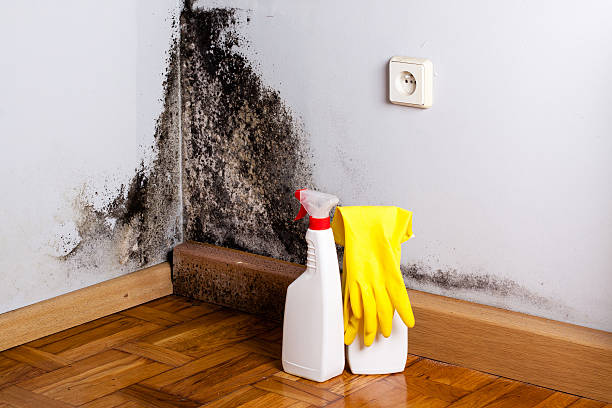 Best Black Mold Remediation in Cleveland Heights, OH